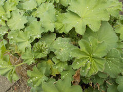 gdn - wet Lady's Mantle