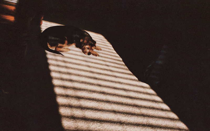 Dog on the Carpet in Sun and Shadow