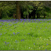 Bluebells at the park