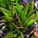 20230723 3111CPw [D~LIP] Krans Aloe (Aloe perfoliata), UWZ, BS