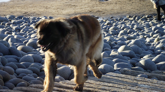 Lovely old dog enjoying his trip to the beach