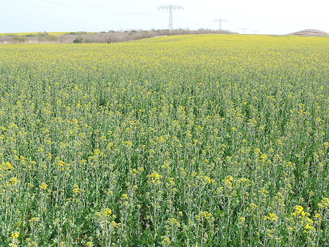 Rapsfeld bei Lüdersdorf