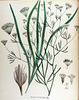 Falcaria rivini