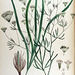 Falcaria rivini