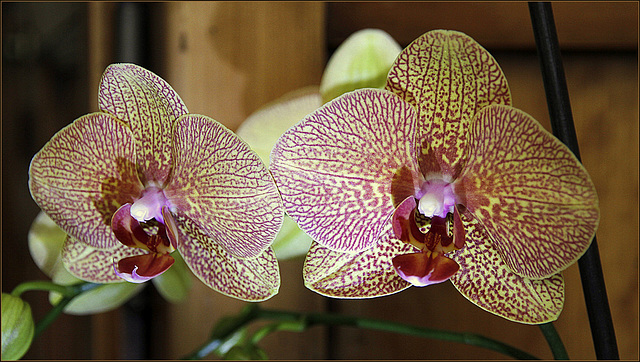 Phalaenopsis