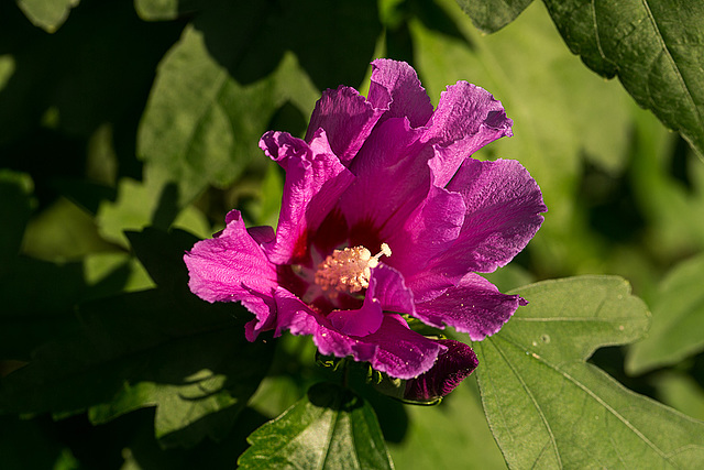 20150820 8507VRMw [D~RI] Roseneibisch, (Hibiscus), Rinteln