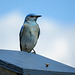 A nest box to match