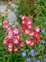 Penstemons