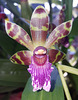 Orchidee