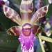 Orchidee