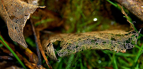 Skellibobbin Leaves