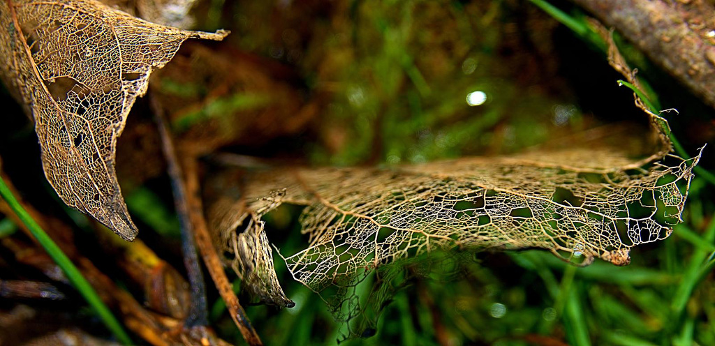 Skellibobbin Leaves