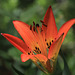 Wood Lily