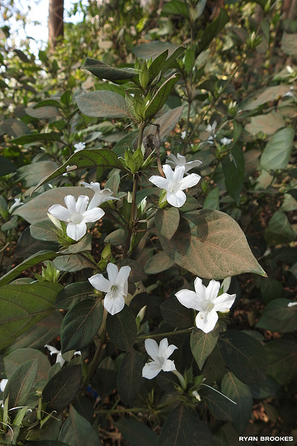 20191208-9775 Barleria cristata L.