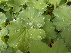 gdn - droplets, close-up