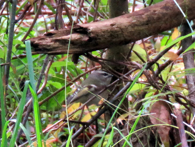 Golden-Crowned Kinglet