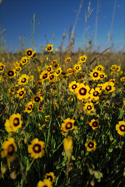 Tuberaria guttata, Malvales, Penedos