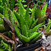 20230723 3112CPw [D~LIP] Krans Aloe (Aloe perfoliata), UWZ, BS