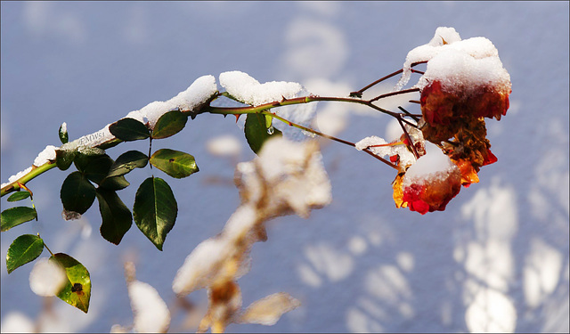 Was nach dem Winter so übrigbleibt...