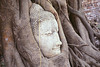 Embraced by Time: The Buddha’s Serenity in Bodhi Roots