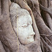 Embraced by Time: The Buddha’s Serenity in Bodhi Roots