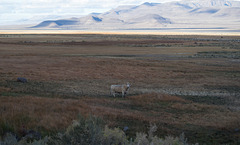 Surprise Valley, CA stare down (0824)