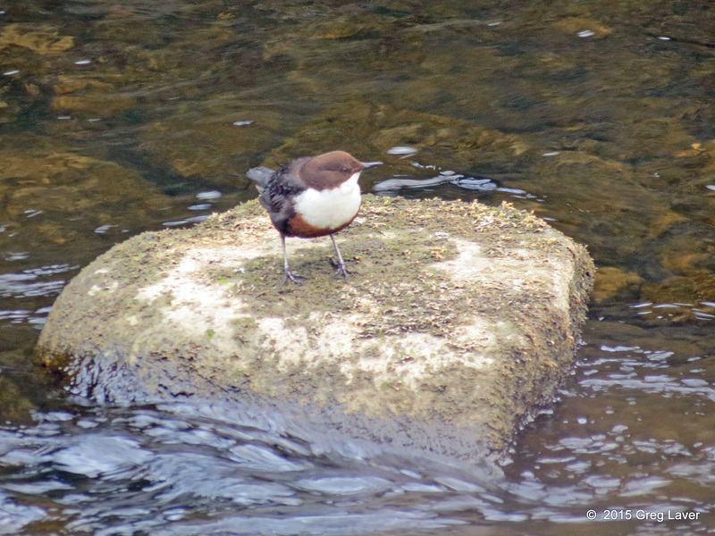 Dipper