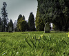 Start to Spring in Farnham Cemetery