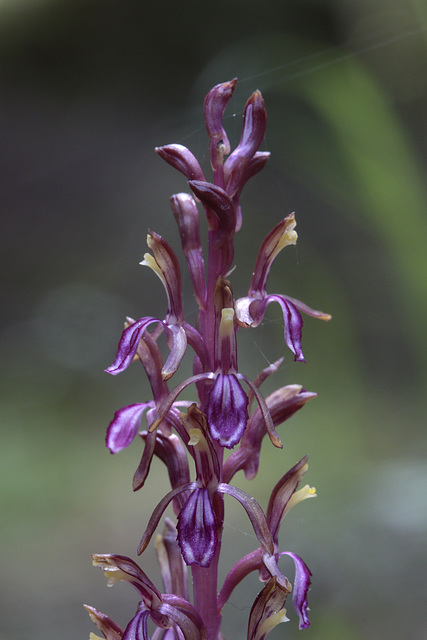 Western Coralroot