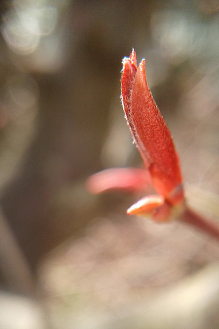 red leaf coming