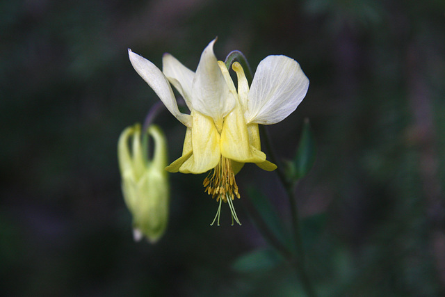 Yellow Columbine