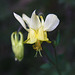 Yellow Columbine