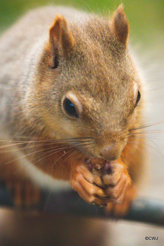 Focussing on their front paws - more like hands!