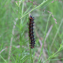 Caterpillar