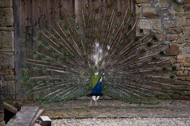 Peacock - full display