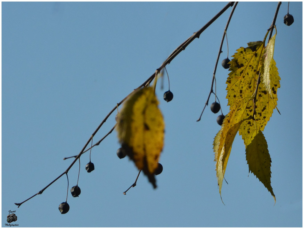 Feuilles et Micocoules !