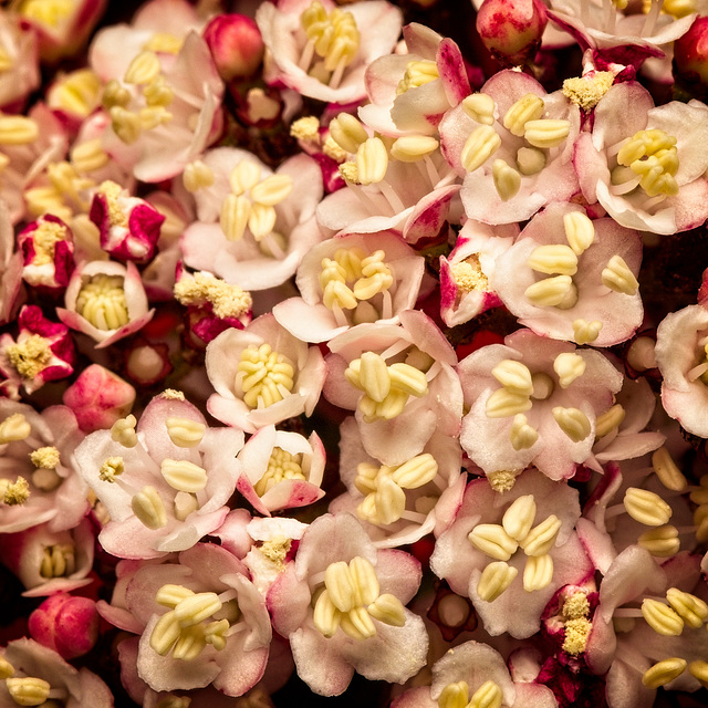 Vibernum Flowerhead