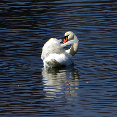 Schwan beim Putz