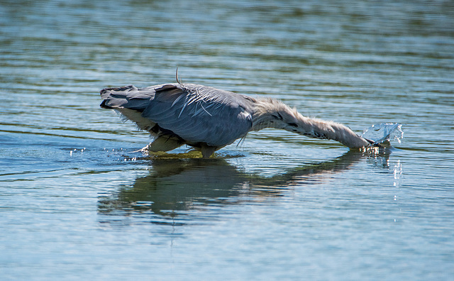 Heron fishing. v7jpg