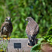 Sibling love - reunion in raised bed.