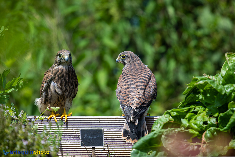 Sibling love - reunion in raised bed.