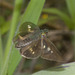 IMG 8059 Skipper-1