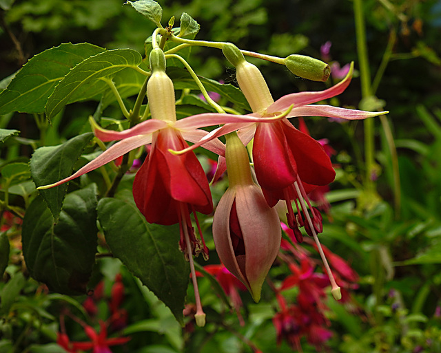 20230723 3113CPw [D~LIP] Fuchsie (Fuchsia cultigen), UWZ, BS