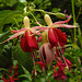 20230723 3113CPw [D~LIP] Fuchsie (Fuchsia cultigen), UWZ, BS