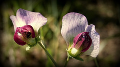 Pois de senteur, (Lathyrus odoratus)
