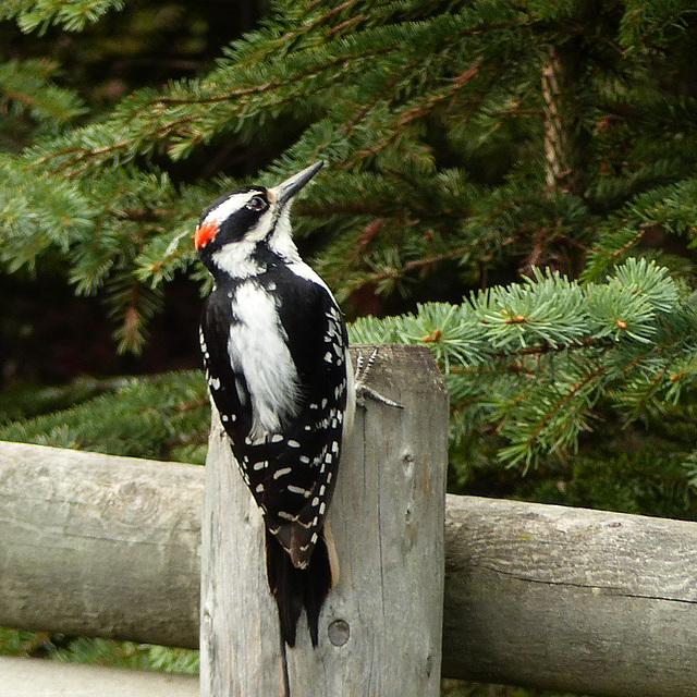 Hairy Woodpecker male