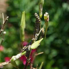 Hungry Caterpillars