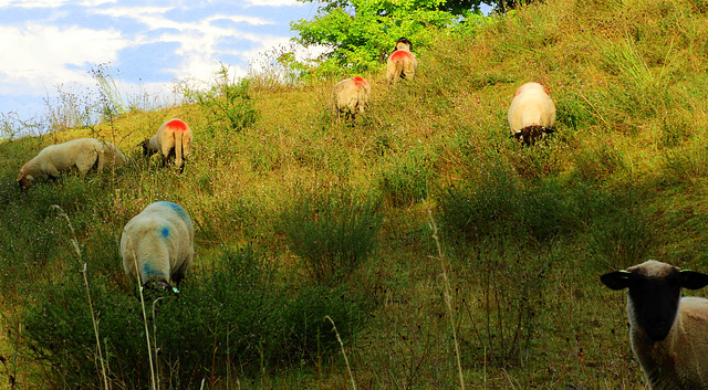 Colors on the hill