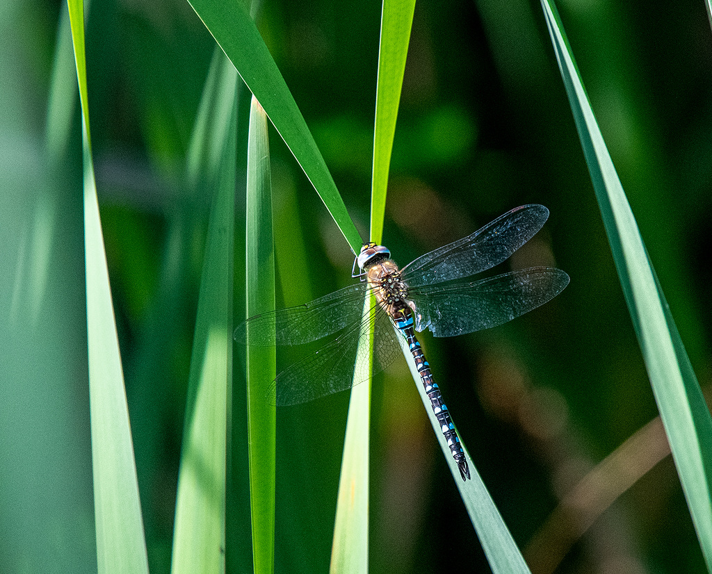 Migrant hawker perched