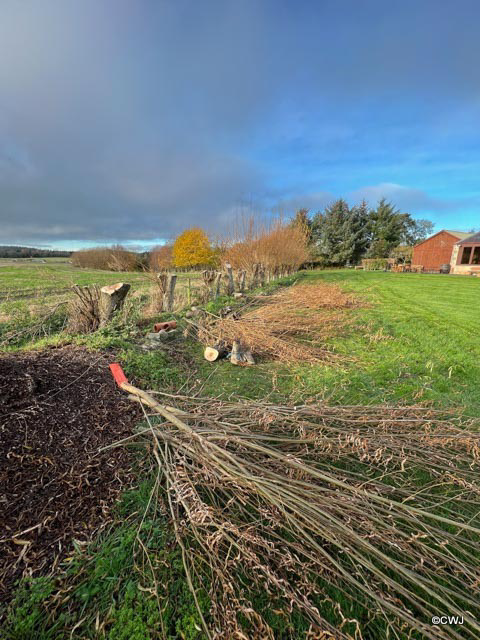 The annual culling of the Willows